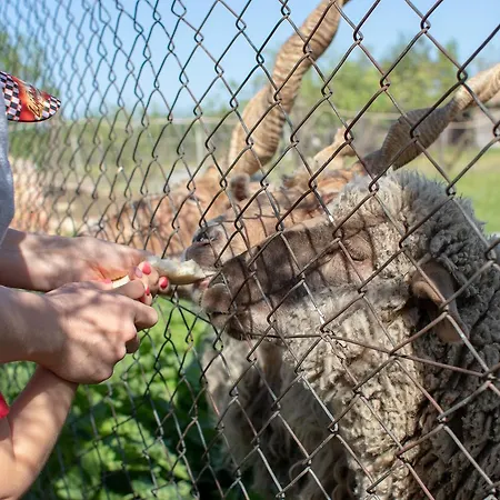 Toelgyfa Vendeghaz 4* קישקורוש