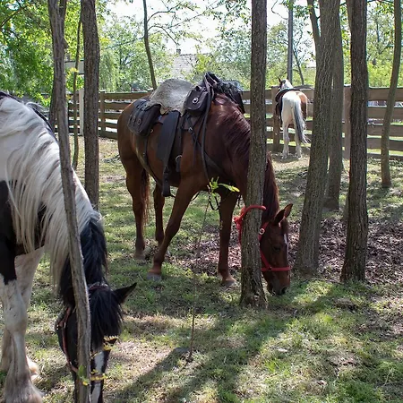 Toelgyfa Vendeghaz קישקורוש
