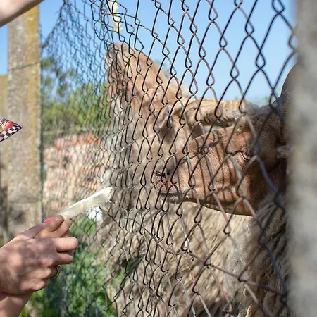 Toelgyfa Vendeghaz 4* קישקורוש