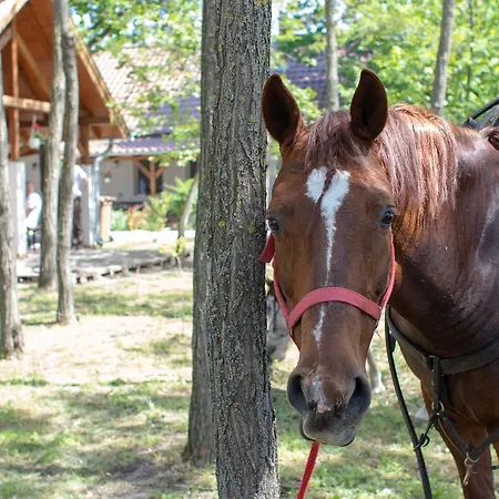 Toelgyfa Vendeghaz קישקורוש